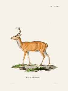 Le cerf de Virginie, par Johann Christian Daniel von Schreber. Exemplaire - Johann Christian Daniel Von Schreber