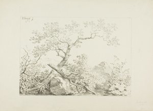 Arbres et rochers près de l