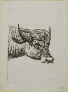 Tête de buffle, de Die Zweite Thierfolge - Johann Christian Reinhart