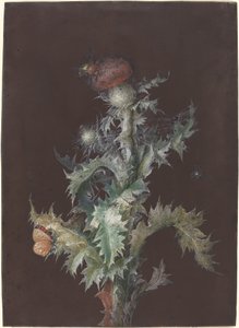 Chardon avec insectes, vers 1755 - Johann Christoph Dietzsch