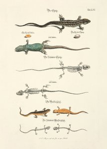  - Johann Daniel Meyer