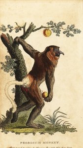 Singe nasique, Nasalis larvatus. En danger