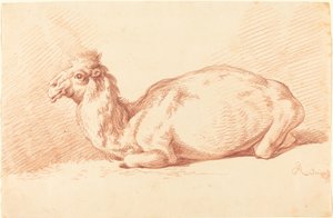 Un dromadaire - Johann Elias Ridinger