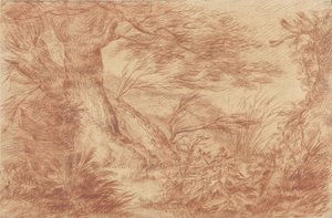 Plantes et herbes près de vieux troncs de saules - Johann Elias Ridinger
