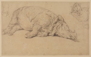 Rhinocéros couché sur le côté