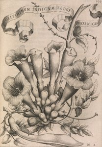 Gelsiminvm indicvm flore phoeniceo, 1633 - Johann Friedrich Greuter