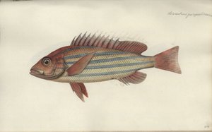 Lutjanus quinquelineatus, avant 1790 - Johann Friedrich Hennig