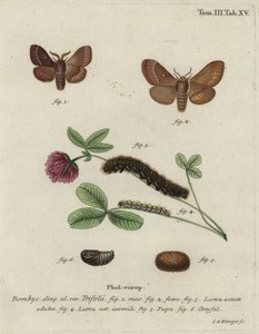 Bombyx du trèfle, Lasiocampa trifolii - Johann Georg Klinger