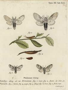 Petit papillon de la famille des Notodontidae, Cerura erminea. - Johann Georg Klinger