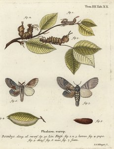 Papillon de homard, Stauropus fagi - Johann Georg Klinger