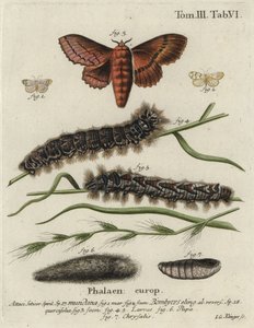 Bombyx muslin et bombyx du chêne - Johann Georg Klinger