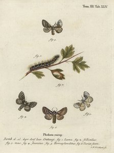 Bombyx du chêne pâle, Trichiura crataegi