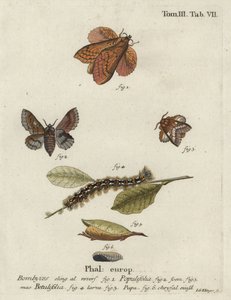 Bombyx du peuplier et petit bombyx