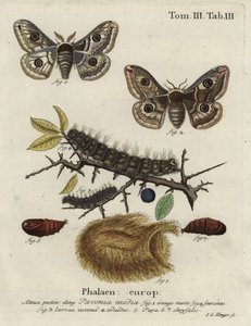 Bombyx épineux, Saturnia spini