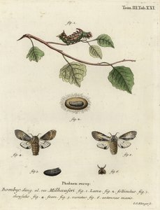 Papillon proéminent fauve, Harpyia milhauseri - Johann Georg Klinger