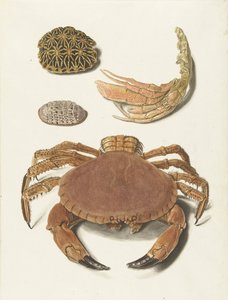Un crabe, une pince de crabe et deux carapaces de tortues - Johann Gustav Hoch