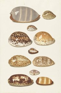 Onze grandes et petites coquilles de caurie tropicales - Johann Gustav Hoch