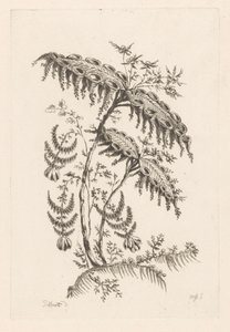 Feuilles avec formes de corne (Fleures Baroque) - Johann Heinrich  Hess