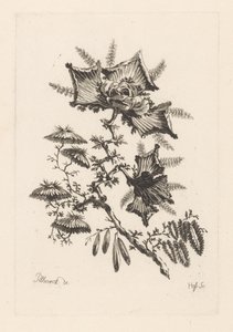 Fleurs en forme de cerf-volant - Johann Heinrich  Hess