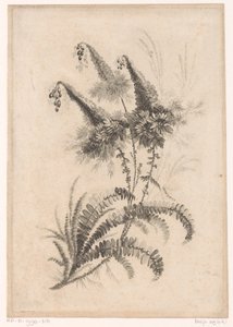 Fleurs pointues - Johann Heinrich  Hess