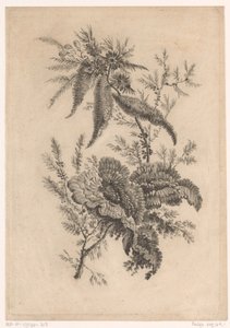 Roses sauvages (Recueil De Nouvelles Fleurs De Goût; Pour la Manufacture des Etoffes de Perse) - Johann Heinrich  Hess