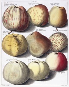 Diverses pommes, 1758 - Johann Hermann Knoop