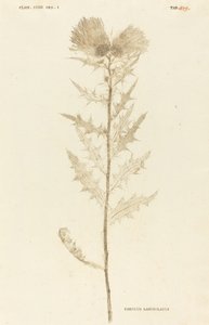 Carduus Lanceolatus