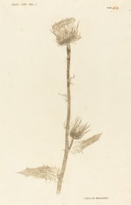 Carduus Maarianus - Johann Hieronymus Kniphof