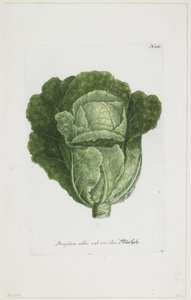 Brassica alba vel viridis, de Phytanthoza Iconographia, 1735-45 - Johann Jakob Haid