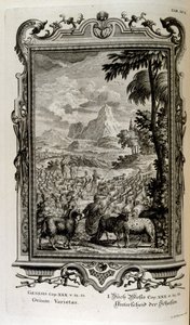 Variétés bibliques de moutons - Johann Jakob Scheuchzer