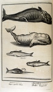 Gravure sur cuivre de 