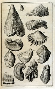 Restes fossilisés de coquillages représentant des animaux détruits par le grand déluge biblique - Johann Jakob Scheuchzer