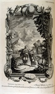 Plante de mandragore. Elle est souvent connue sous le nom de mandragore