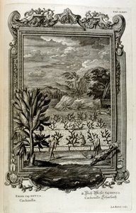 Culture de cactus - Johann Jakob Scheuchzer