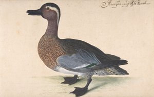 Un mâle sarcelle - Johann Jakob Walther