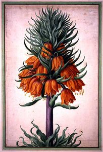 Fritillaria imperialis (couronne impériale) planche 25 du Nassau Florilegium - Johann Jakob Walther