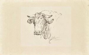 Tête de taureau - Johann Josef Schindler