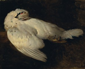 Lagopède mort