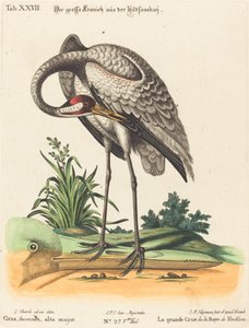 Grus Americana, alta major - Johann Michael Seligmann after George Edwards