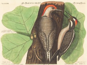 Le Pic à ventre rouge (Picus Carolinus) - Johann Michael Seligmann after Mark Catesby