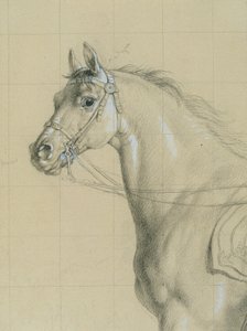 Étude de cheval pour "L