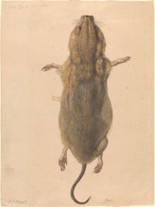 Une souris de champ, vue de dessus - Johann Rudolph Schellenberg