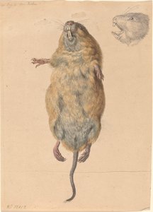 Une souris des champs, vue de dessous
