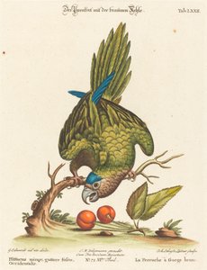 Psittacus minor gutture fusco, occidentalis - Johann Sebastian Leitner after George Edwards