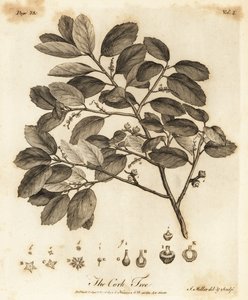 Chêne-liège, Quercus suber