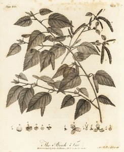 Bouleau pubescent, Betula pubescens - Johann Sebastien Muller