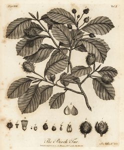 Hêtre européen ou hêtre commun, Fagus sylvatica - Johann Sebastien Muller