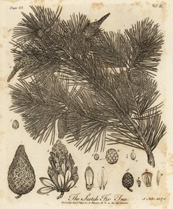 Pin sylvestre, Pinus sylvestris - Johann Sebastien Muller