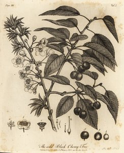 Griottier, Prunus cerasus - Johann Sebastien Muller