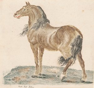 Le cheval hennissant, années 1690 - Johann Teyler